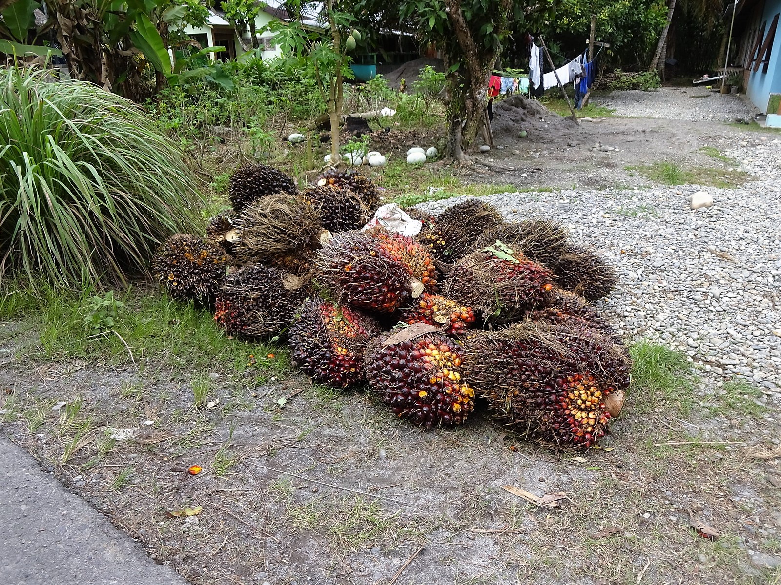 Schattenseiten: Umwelt und Palmöl